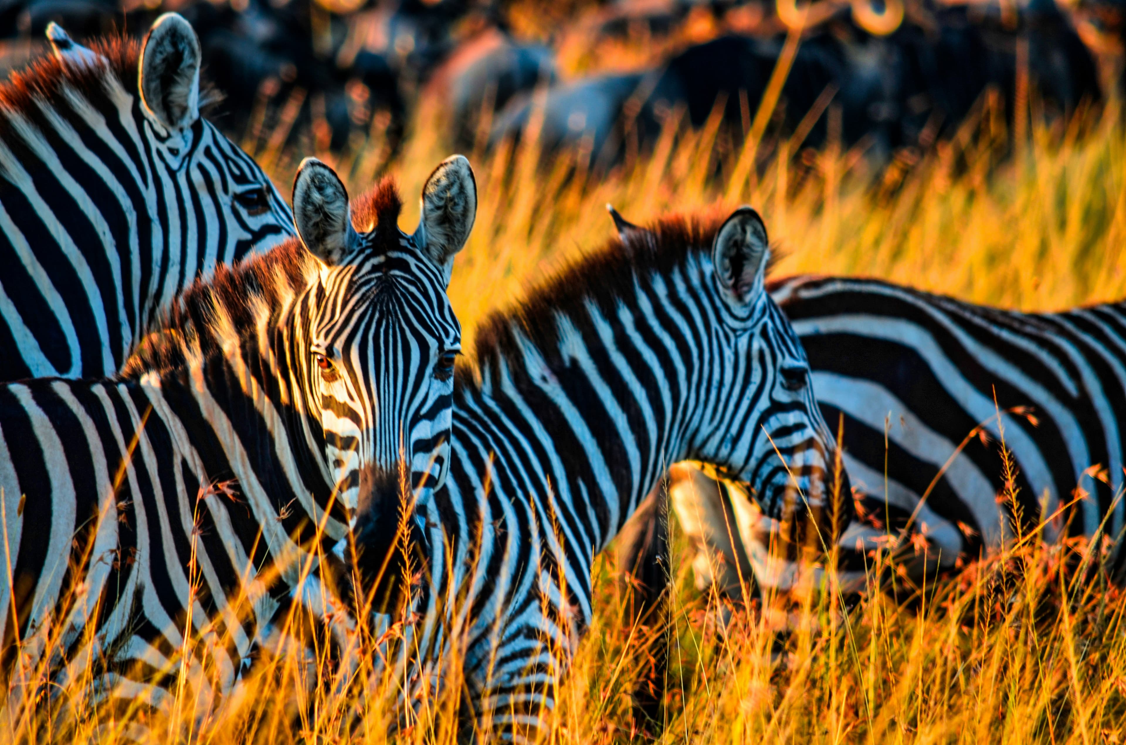 Kenyan landscape