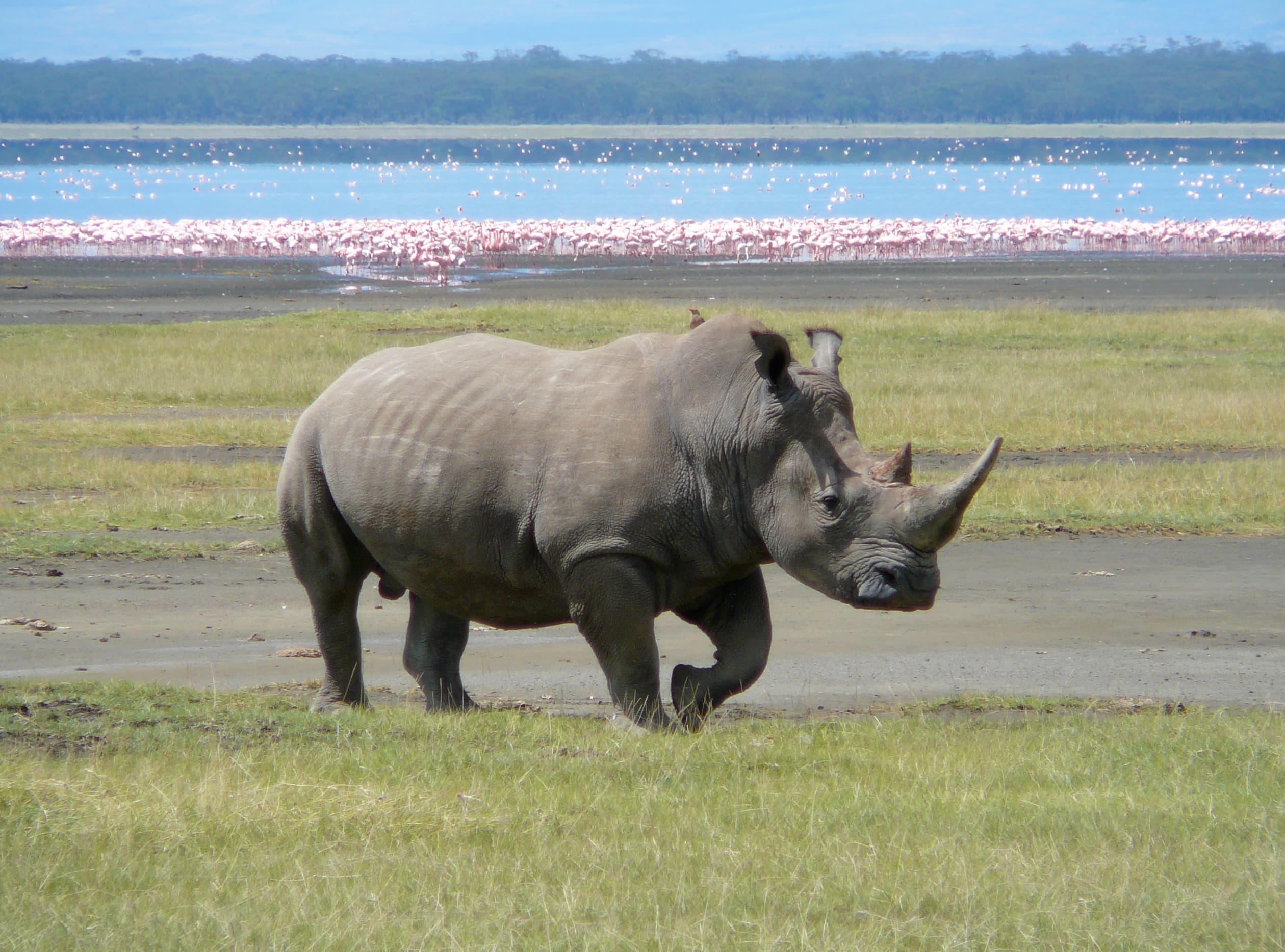 Lake Nakuru Rhino Weekend
